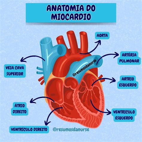 O Que É O Miocárdio - RESUMOS DA NURSE on Instagram: " ️‍🔬 Anatomia do Miocárdio O miocárdio ...