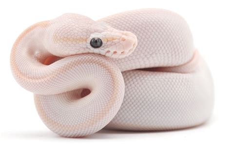 Blue Eyed Lucy Ball Pythons: Complete Care Guide | Keeping Exotic Pets