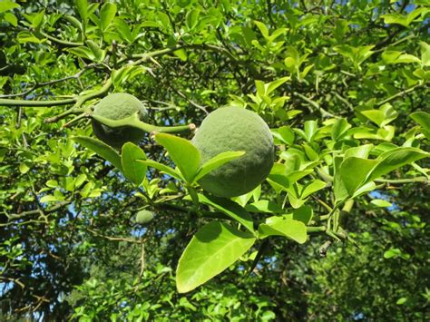 Fotos gratis árbol rama Fruta hoja flor comida verde selva