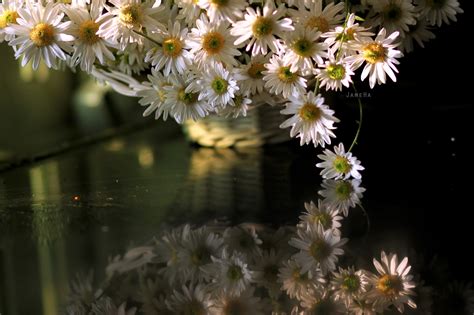 Wallpaper Reflection Water White Flowers Plants 2560x1707