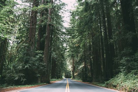 Fotos gratis árbol naturaleza desierto la carretera sendero