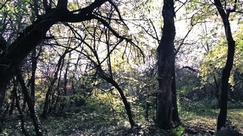 forest tree zoom   stock video  vecteezy
