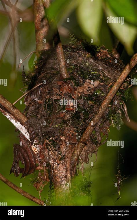 Thrush bird nest hi-res stock photography and images - Alamy