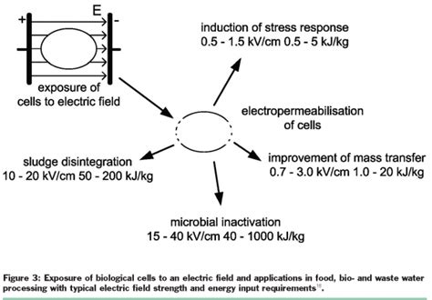 Pulsed Electric Field Processing Of Foods New Food Magazine