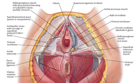 Vagina Digestive Organ Telegraph