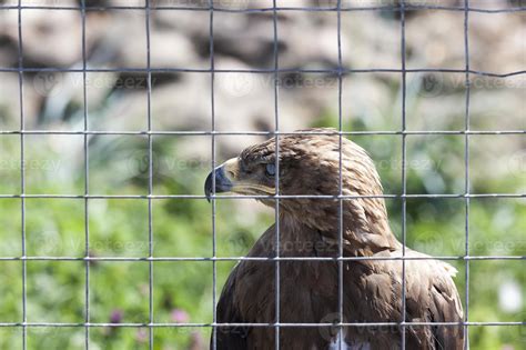 eagle with brown feathers 9753911 Stock Photo at Vecteezy