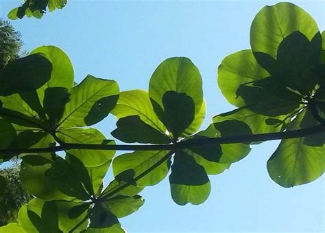 Almond tree leaves Photograph by Fabio Tedeschi - Fine Art America