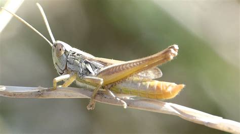 Hd Les Grillons Font Du Bruit Insectza