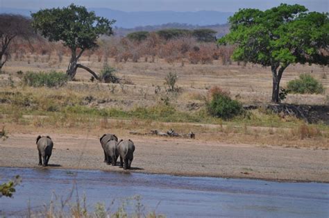 RUAHA NATIONAL PARK – Leopard Tours Tanzania