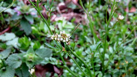 Free Images Nature Grass Blossom Lawn Meadow Leaf Flower Green