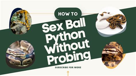 How To Sex Ball Pythons Without Probing Youtube