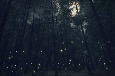 картинки : дерево, природа, лес, легкий, туман, ночь, Солнечный лучик ...
