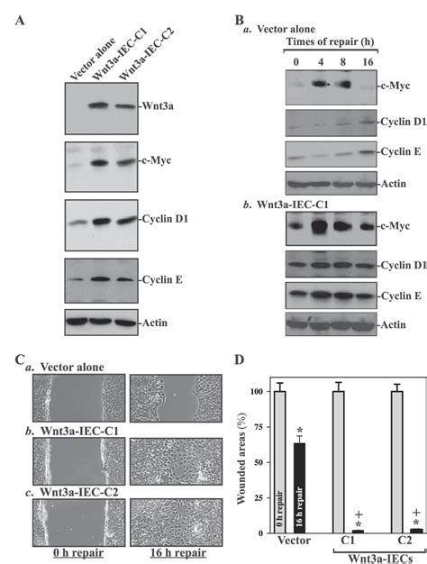 Figure From Activation Of Wnt A Signaling Stimulates Intestinal