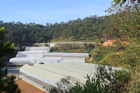 Invernaderos En El Valle Del Bosque Del Pino En Dalat Vietnam Imagen