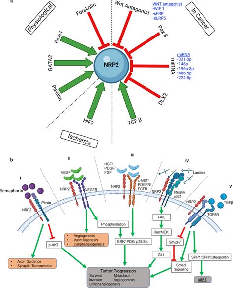 Schematic representation of NRP2 expression regulation and downstream ...