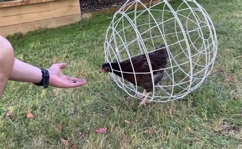 La Esfera Para Pollos El Invento Para Proteger A Las Gallinas