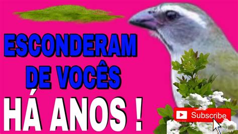 Como Fazer Meu Trinca Ferro Cantar YouTube