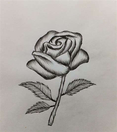 Sketch Rose Flower Drawing Easy Step By Step Half Revolutions