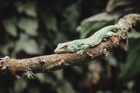 Biblical Meaning Of Lizards In Dreams