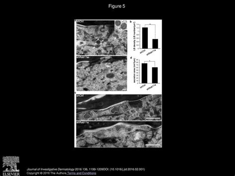 Rab A Is Essential For Lamellar Body Biogenesis In The Human Epidermis