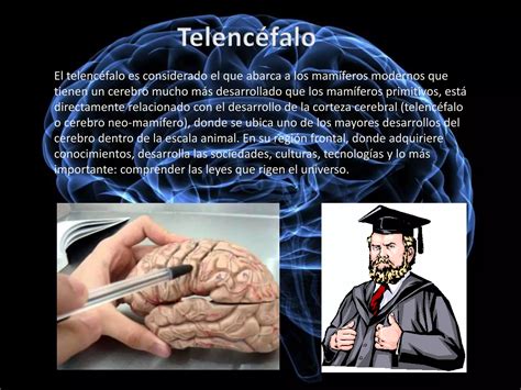 Relaciones Humanas Y El Cerebro Triuno PPT Descarga Gratuita