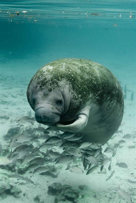 Manatees Wallpapers Wallpaper Cave