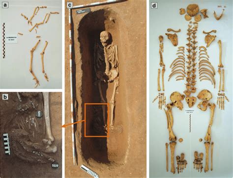 Restos óseos De Faisanes Junto A Humanos Sugieren Variaciones En Los Rituales De Enterramiento