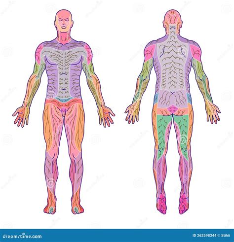 Peripheral Sensory Innervation System Anterior Posterior Stock