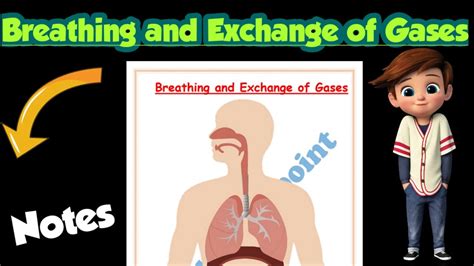 Breathing And Exchange Of Gases Best Notes Class Biology Ch