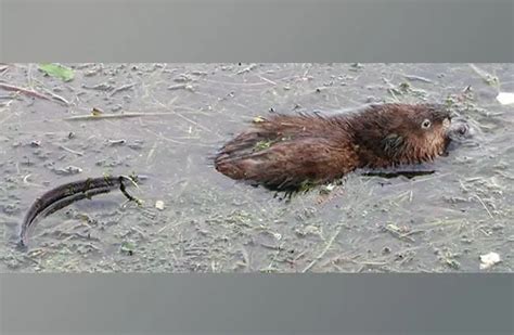 Muskrat - Description, Habitat, Image, Diet, and Interesting Facts