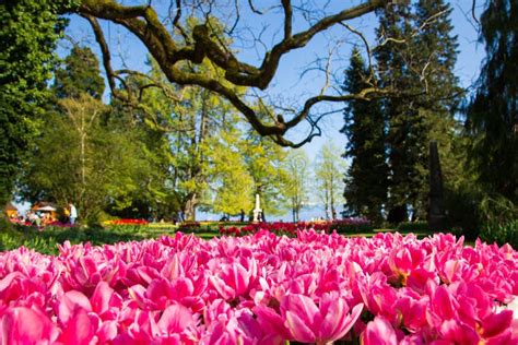 Tulip Festival In Morges City Park In Switzerland Stock Photo Image