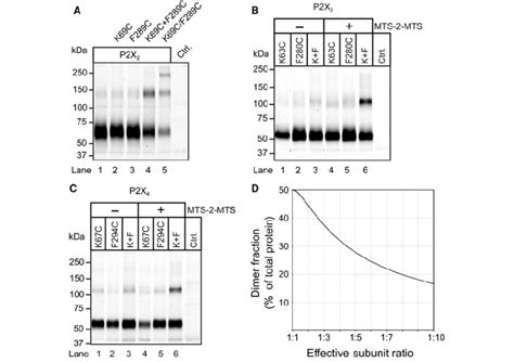 Non Reducing Sds Page Analysis Of Separately And Coexpressed His P X