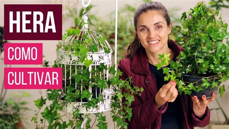 Hera Como Cultivar Essa Planta Pendente Linda Youtube