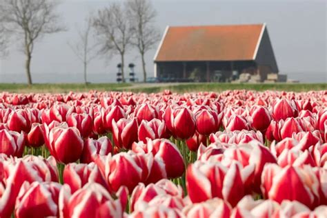 Tulipa Leen Van Der Mark Triumph Tulip