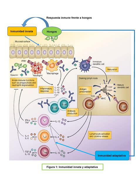 Respuesta Inmune Frente A Hongos Microbiolog A Ii Uagro Studocu