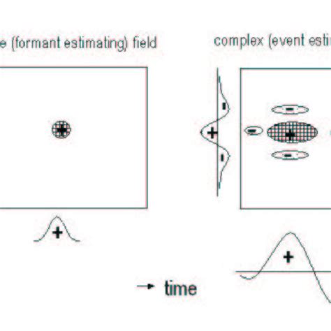 Schematic Examples Of Simple And More Complex Receptive Fields