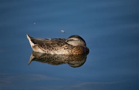 Female Mallard Duck Resting Free Stock Photo Public Domain Pictures