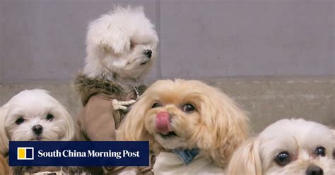 Smart technology for pets: activity trackers, dog walker monitors, a ...