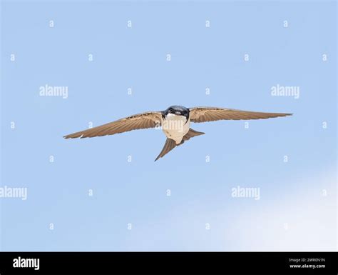 western house martin in flight Stock Photo - Alamy