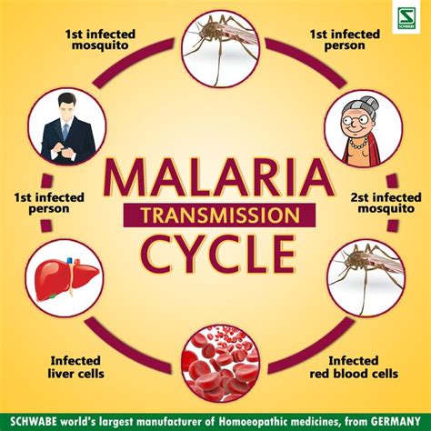 Malaria symptoms rash. Comprehensive Overview of Malaria Symptoms, Risk ...