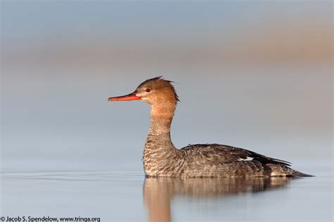 Red-breasted Merganser 7