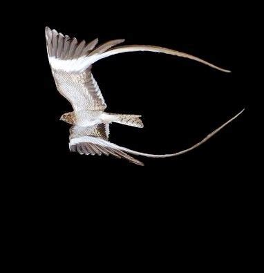 a white bird flying in the sky at night