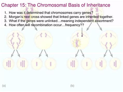 Ppt Chapter The Chromosomal Basis Of Inheritance Powerpoint