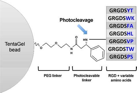 Figure 2 From High Throughput Screening Of One Bead One Compound Peptide Libraries Using Intact