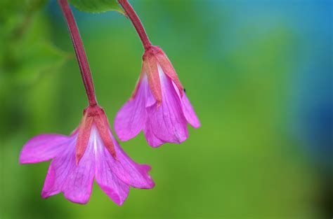 Immagini Belle Natura Fiorire Foglia Fiore Petalo Fioritura