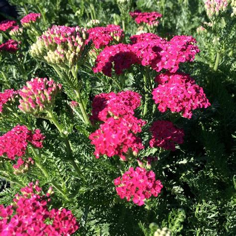 Achillea Millefolium Saucy Seduction Pp20782 From Nvk Nurseries