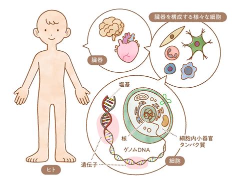 31 ヒトの遺伝性疾患｜日本医学会連合 ゲノム編集解説ウェブサイト