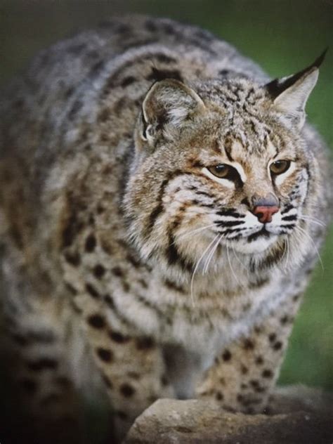 Bobcat Kentucky Hunting