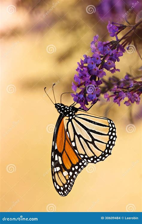 Monarch Butterfly Danaus Plexippus Stock Photo Image Of Purple