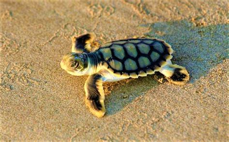 See The Turtle Nesting At Rangat Island Andaman And Nicobar Islands